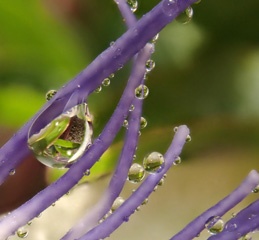 P1124763a.jpg